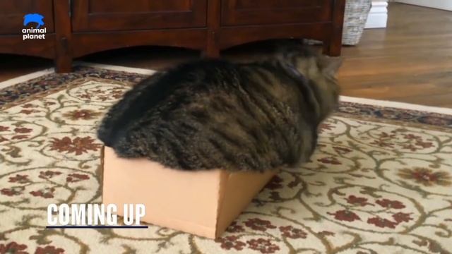 big cat little box: redux смотреть онлайн