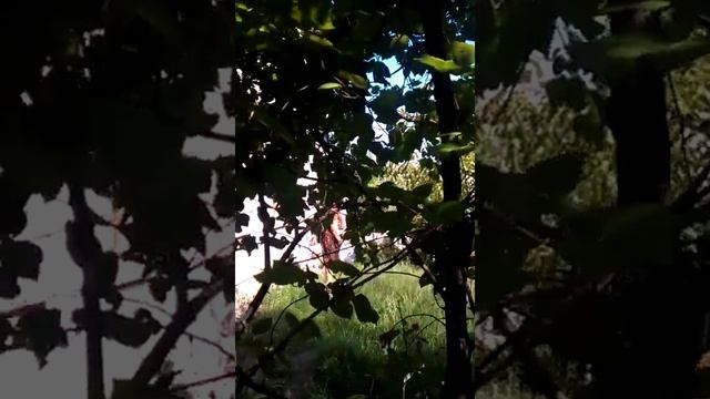 Чучундра - опасное соседство смотреть онлайн