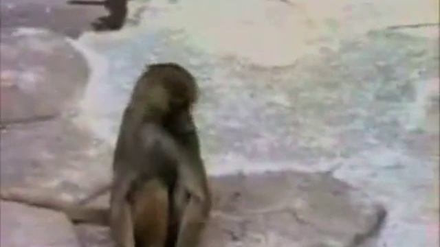 Monkey Looks Into the Mirror смотреть онлайн