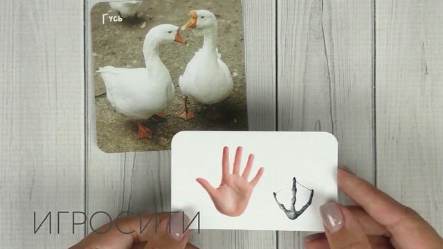 По следам домашних животных, по следам диких животных смотреть онлайн