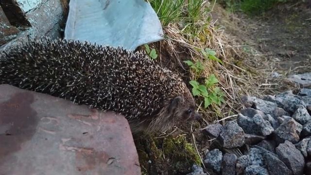 Ёж, который много ел смотреть онлайн