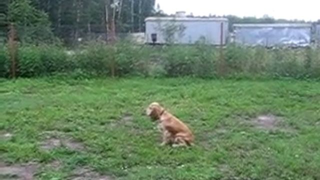 Дрессировка. Английский кокер спаниель Джой. смотреть онлайн