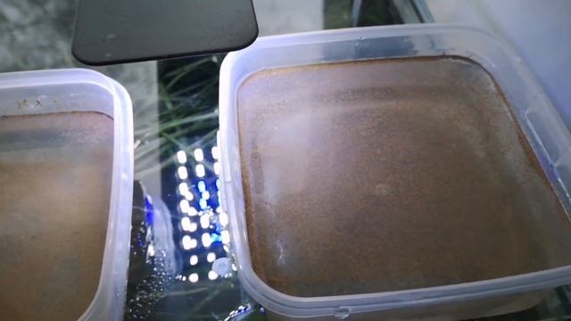 РАЗВЕДЕНИЕ АРТЕМИИ БЕЗ АЭРАЦИИ. смотреть онлайн