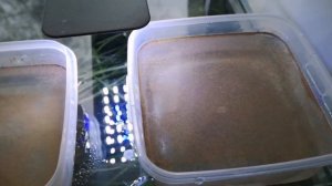 РАЗВЕДЕНИЕ АРТЕМИИ БЕЗ АЭРАЦИИ.