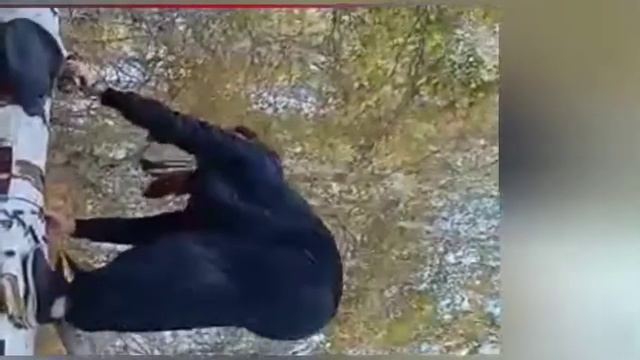 Если б мишки были пчёлами, то они бы нипочём смотреть онлайн