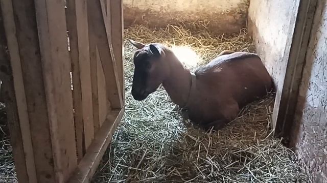 КОЗА КОЗЕ РОЗНЬ // НЕ ХОЧУ ПРОДАВАТЬ КОЗЛЯТ ДАРОМ И НЕ БУДУ // ВАЦАП ДЛЯ СВЯЗИ 8-915-245-81-59 смотреть онлайн