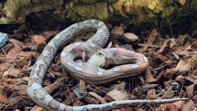 Кормление Маисового полоза, живой мышью. 18+ смотреть онлайн