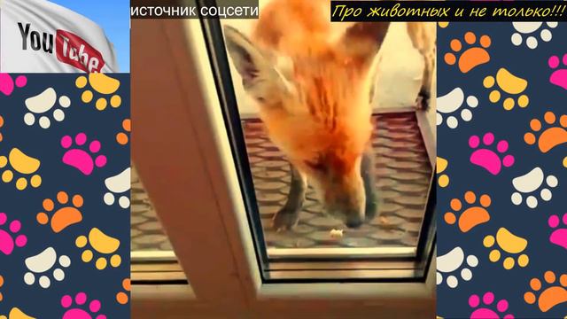 Убегая от лисы она забежала в дом! То, что случилось дальше пробирает до костей! смотреть онлайн