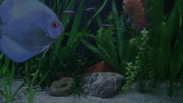 Diskus im 240l Aquarium .Discus Planted Tank. Дискус в 240 л аквариуме