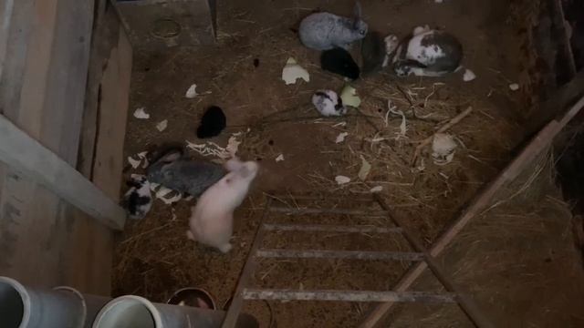 Страшно, но НАДО! Кастрируем поросенка с грыжей. Прибавление в хозяйстве! Куда девать крольчат? смотреть онлайн