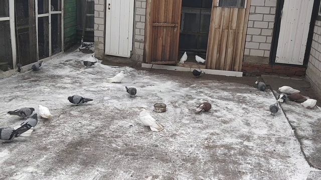 Мысли в слух моего дедушки о николаевских голубях смотреть онлайн