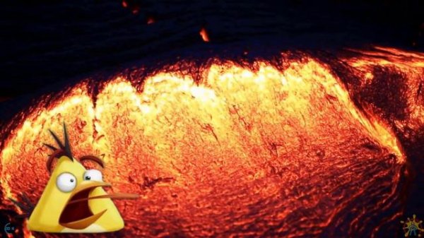 BIRDS: FLOOR IS LAVA BRAIN BREAK! EXERCISE BREAK. Just Dance for Fun, Movement Activity.