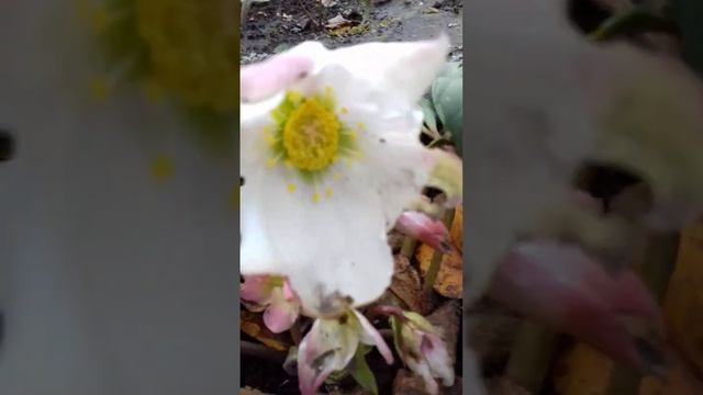 Цветет морозник смотреть онлайн