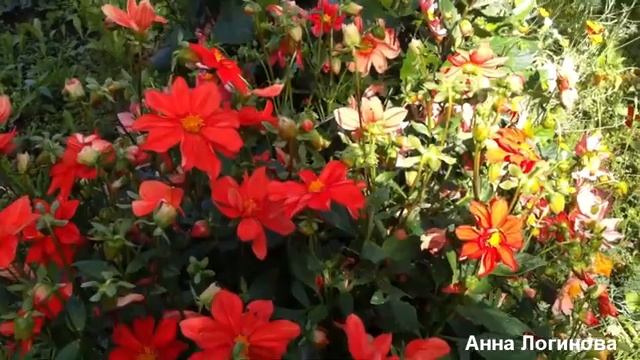 Дача осенью, цветы, яблоки смотреть онлайн