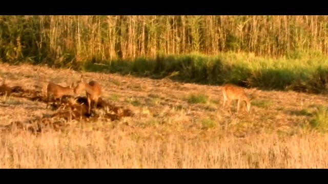Аддис-Абеба, тчпс-с-с... смотреть онлайн