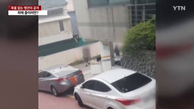 목줄 없는 맹견의 반복되는 공격...피해 줄이려면? / YTN смотреть онлайн