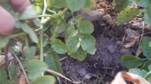 Как вырастить элитный картофель быстро.Как быстро омолодить семяной картофель. Эдрол все про сад