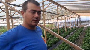 Бизнес на 50 сотках - клубника по системе Супер-Агро