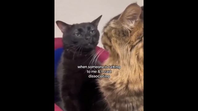 Black Cat Zoning Out [HD] - Original Meme Template