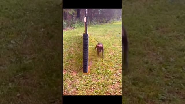 Чем занять собаку?