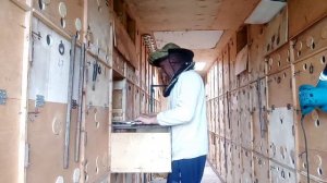 Постановка вощины пчелам в павильоне с летками на тёплый занос.