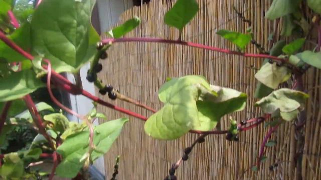 GROWING MALABAR SPINACH ON STRING!! COLLECTING BERRIES смотреть онлайн