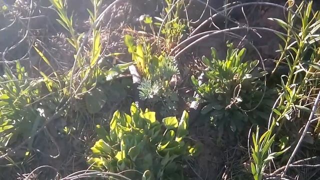 ТОЛСТЫЙ И ДЛИННЫЙ УЖ! СТОИТ ЛИ БОЯТЬСЯ ЗМЕЙ? (УЖ НЕ ОПАСЕН) смотреть онлайн