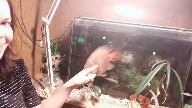 Большой красный попугай, цихлида. Big red parrot. смотреть онлайн