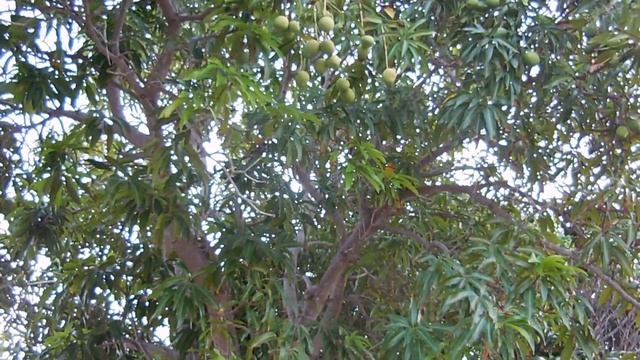 Краткий обзор сразу 3 х отелей на Варадеро. Куба 2023 смотреть онлайн