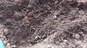 Ранняя посадка рассады ТОМАТОВ в теплицу в начале апреля