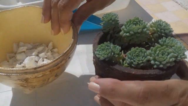 Les cuento como cuido mi Echeveria Vincent Catto смотреть онлайн