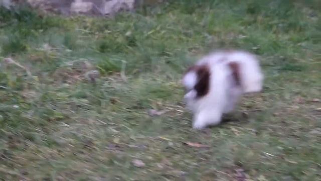 ПОМЕРАНСКИЙ ШПИЦ ШОКОЛАДНЫЙ ШПИЦ БЕЛО ШОКОЛАДНЫЙ ОКРАС смотреть онлайн