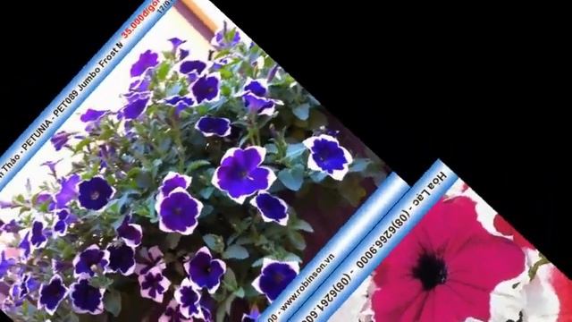 Hạt Giống Hoa Dạ Yên Thảo - PETUNIA Mix