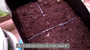 Сажаем кедр без стратификации.