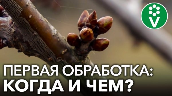 ЧЕМ И КОГДА ОПРЫСКАТЬ САД ВЕСНОЙ от болезней и вредителей?