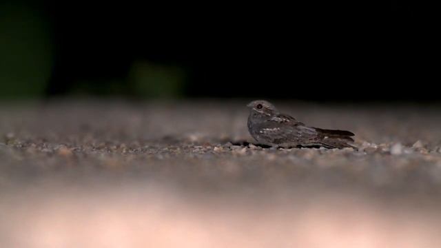 Обыкновенный козодой - Caprimulgus europaeus смотреть онлайн