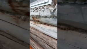 WD40 против древесных пчел