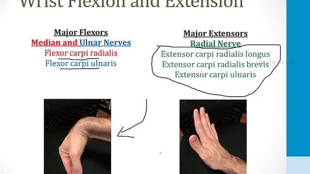 Musculoskeletal - 1. Anatomy And Orthopedics - 5.Hand Atf