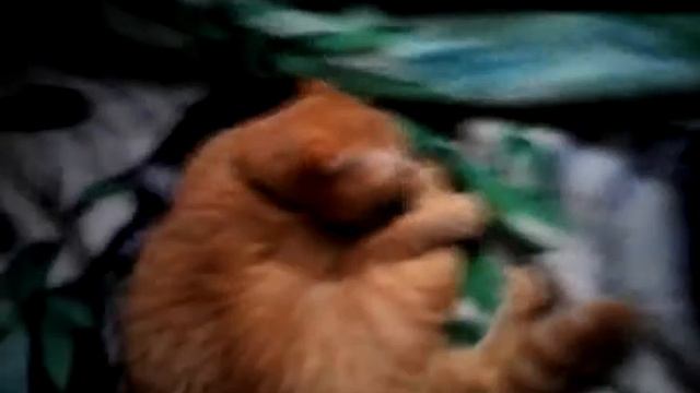 Кошка пытается успокоится смотреть онлайн