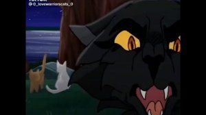 Коты-воители подборка видео  с тик-тока 2#