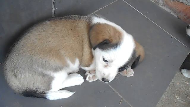 Отдам щенков в добрые руки смотреть онлайн