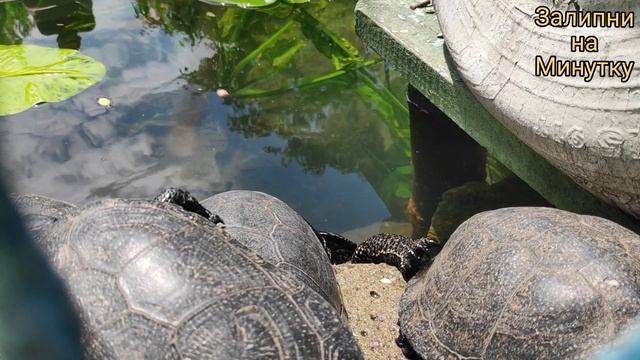 Черепахи в пруду / Удивительное рядом смотреть онлайн