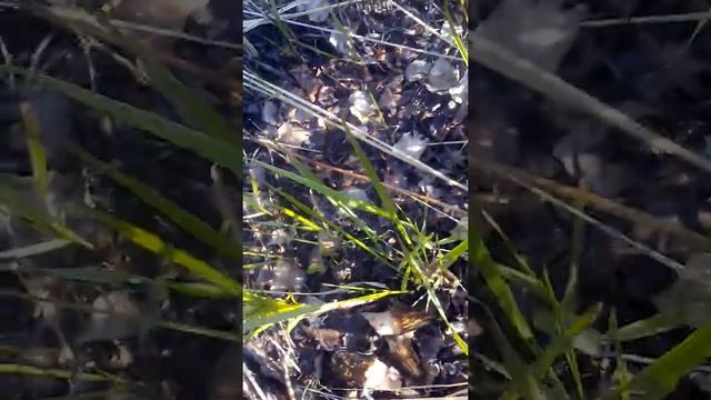 поход за сморчками смотреть онлайн