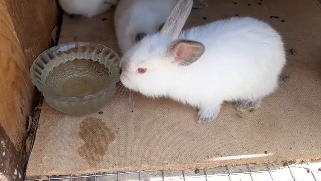 Как спит кролик. смотреть онлайн