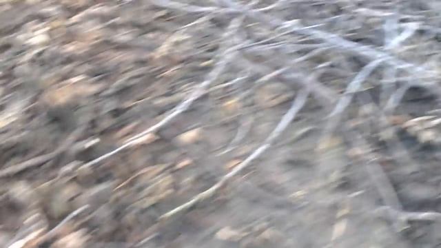 Обрезка черенкование посадка инжира смотреть онлайн