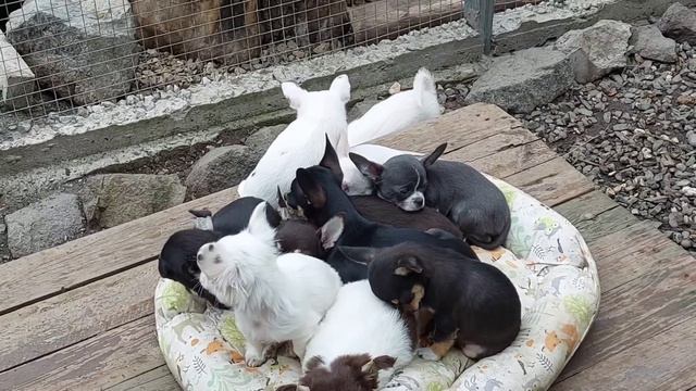 #влог питомник собак чихуахуа Кастропуло, цены в этом видео продажа щенков 💥+79787458062 WhatsApp смотреть онлайн