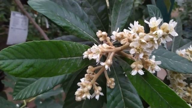 Мушмула японская смотреть онлайн