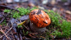 Грибная разведка 17 сентября 2022г. Всеволожский район