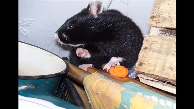 ЛУГОВАЯ СОБАЧКА часть 5 смотреть онлайн