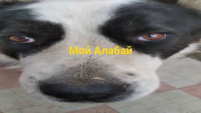 МОЙ Алабай смотреть онлайн